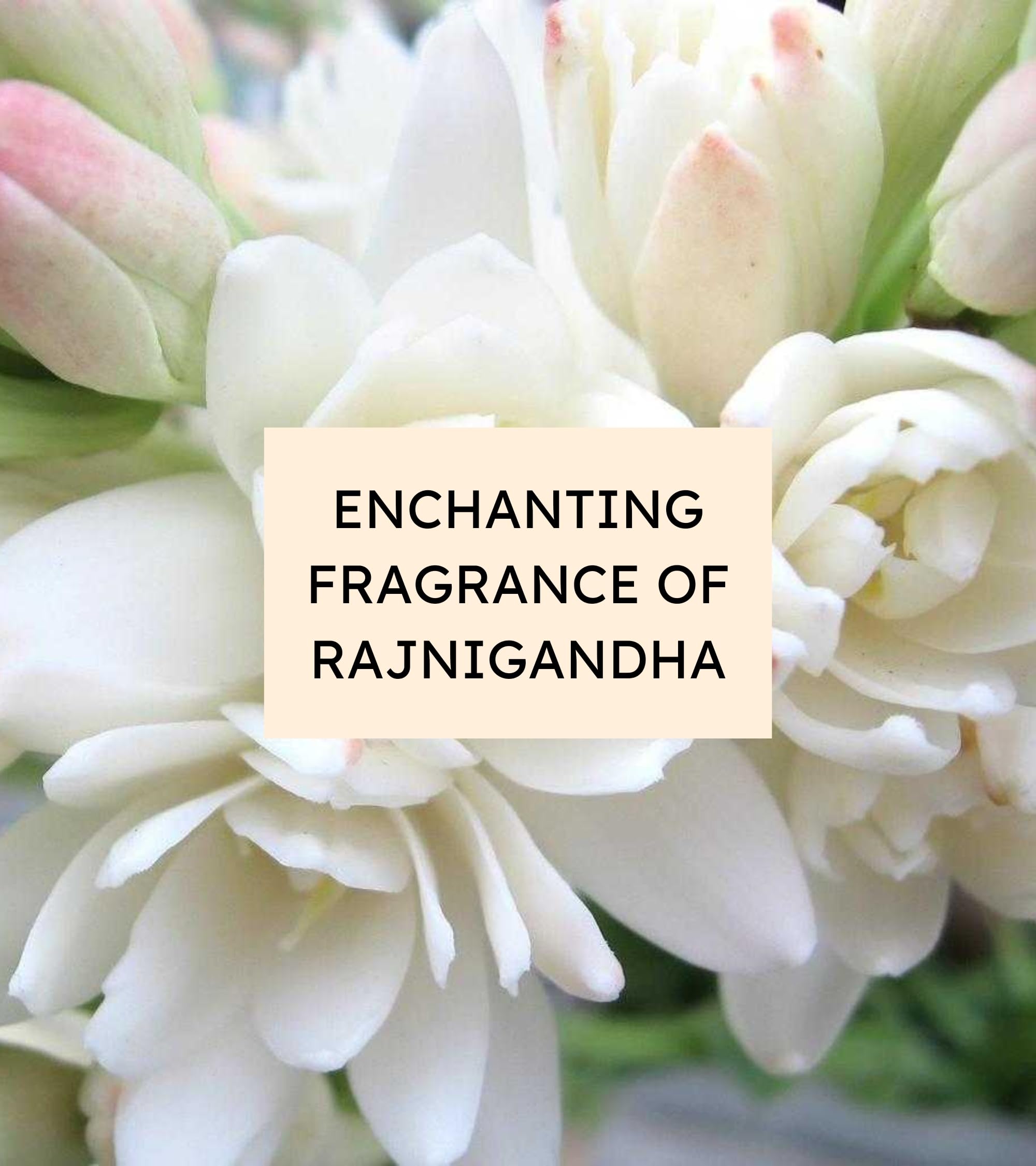 Eternia® Rajnigandha Luxury Soap Bar – Gentle, Hydrating & Refreshing Daily Face & Body Care