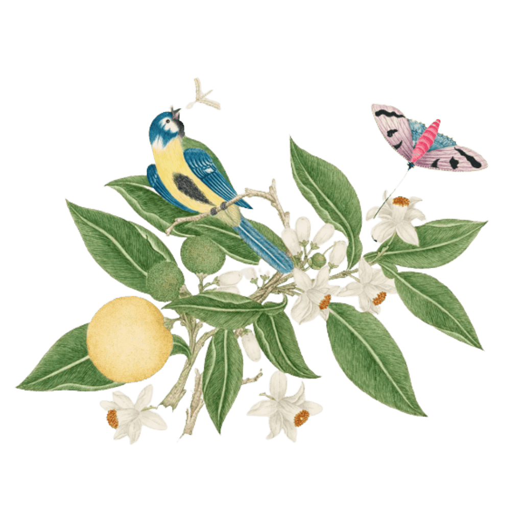Eternia® Fine Fragrances - Indian Mogra Collection