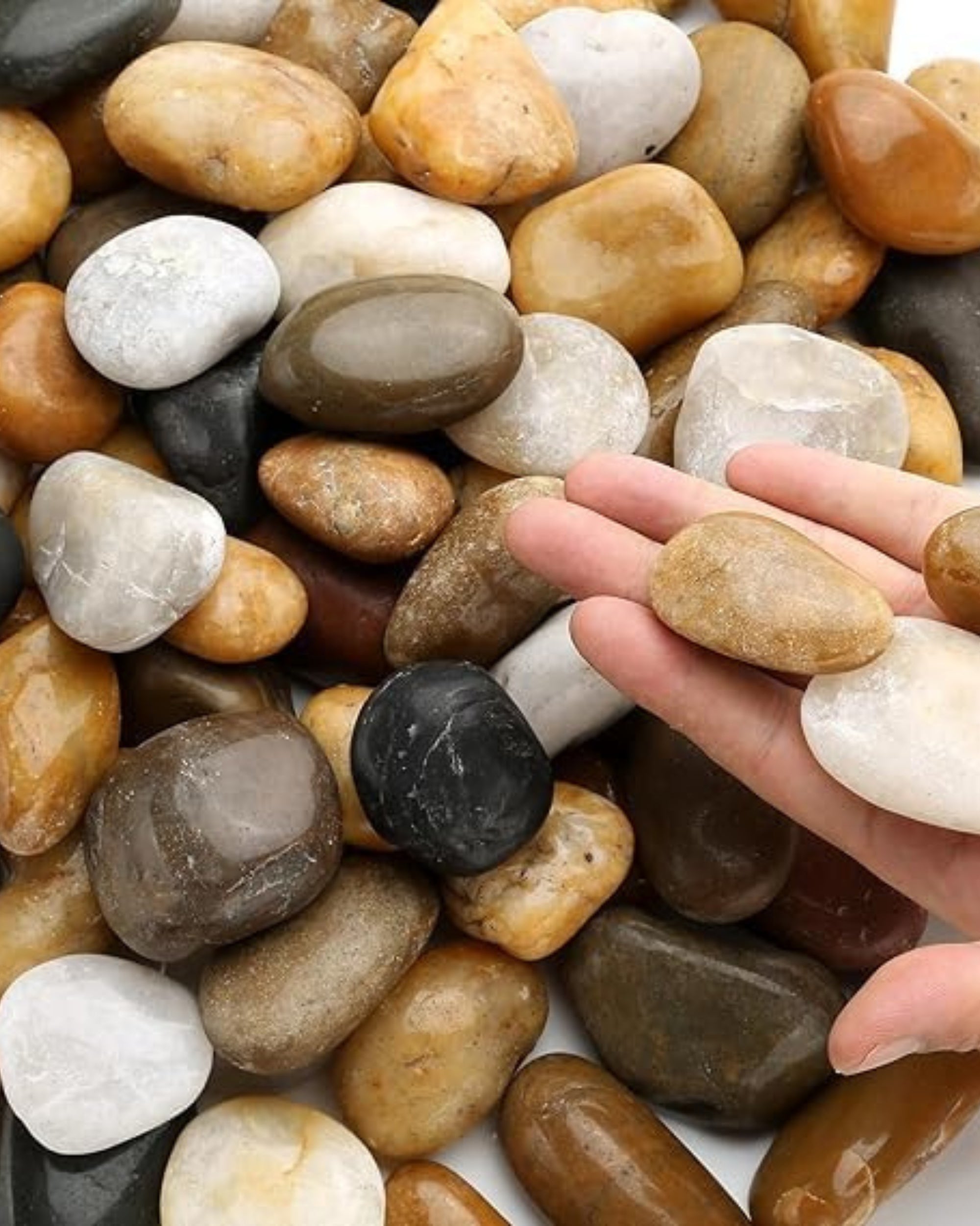 Premsons® Glossy Decorative Pebbles - Multicolor Stones - For Aquariums Garden Lawn Plant Pots Vases Filler Home Office Decor Fish Tank - Smooth & Round River Rocks - Small Size 2.5-4cm -1.5kg Pack