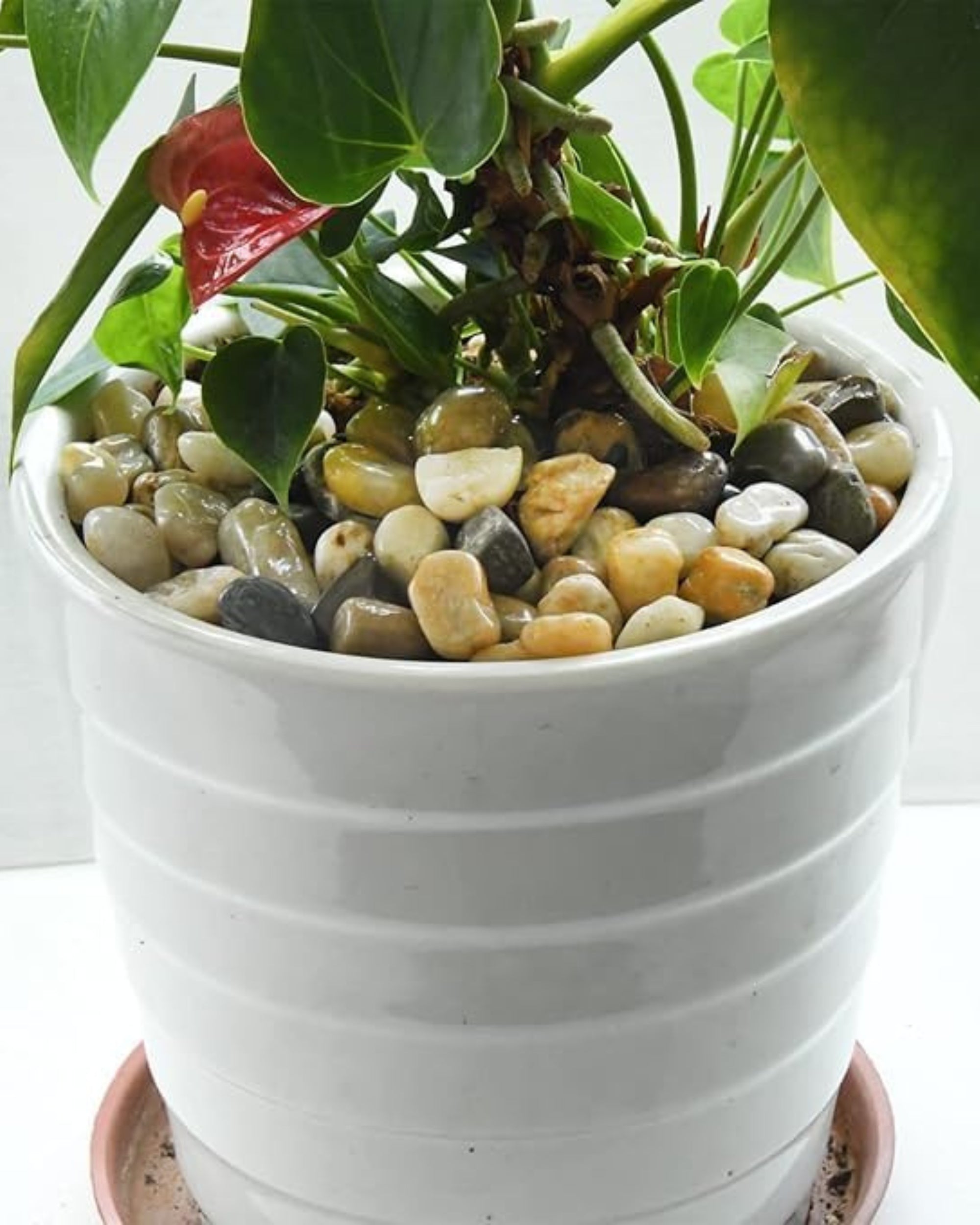 Premsons® Rough Decorative Pebbles - Beige Stones - For Aquariums Garden Lawn Plant Pots Vases Filler Home Office Decor Fish Tank - Smooth & Round River Rocks - Medium Size 2.5 - 4 cm - 1kg Pack