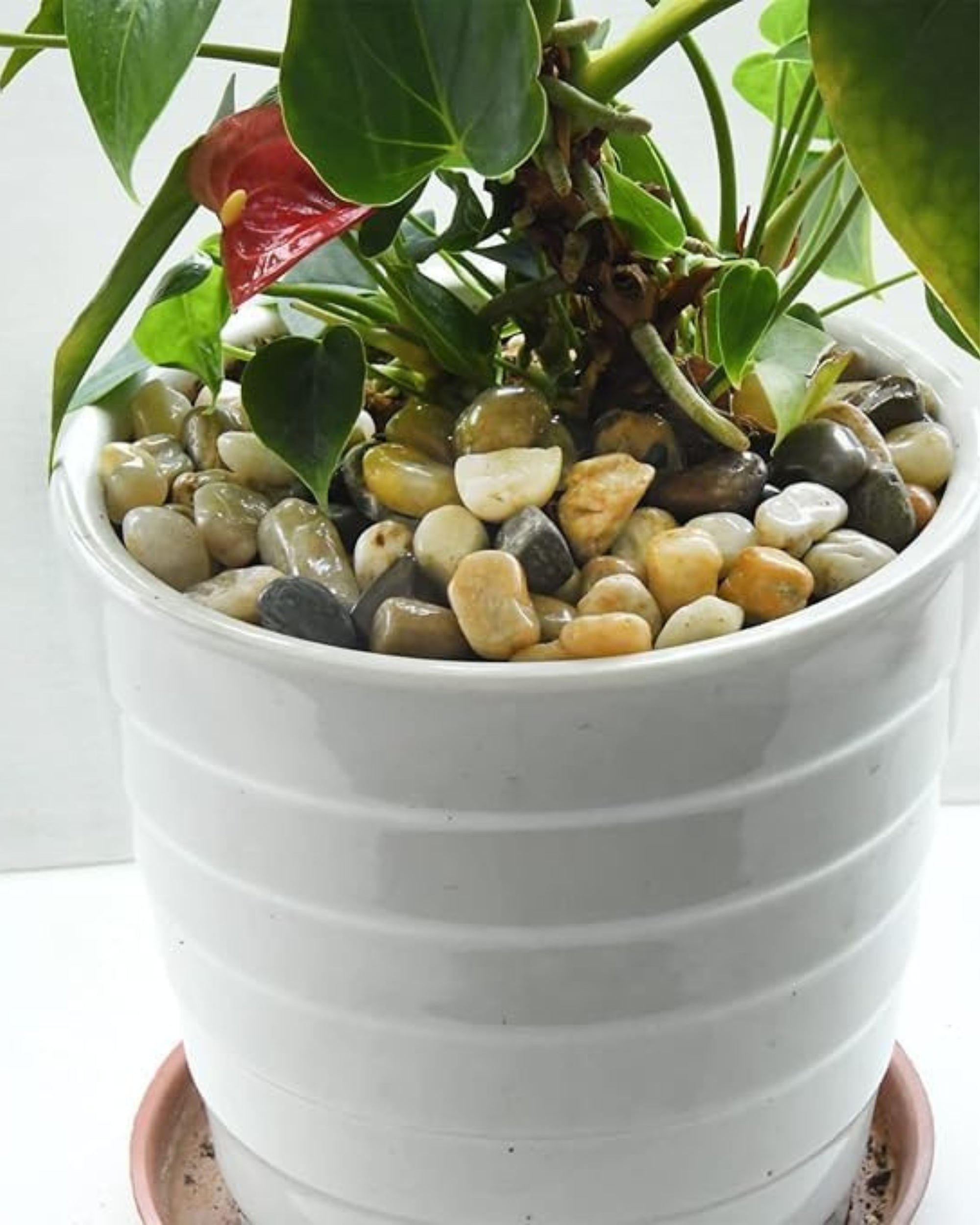 Premsons® Polished Decorative Pebbles - Biege Stones - For Aquariums Garden Lawn Plant Pots Vases Filler Home Office Decor Fish Tank - Smooth & Round River Rocks - Medium Size 2.5-4 cm -1kg Pack