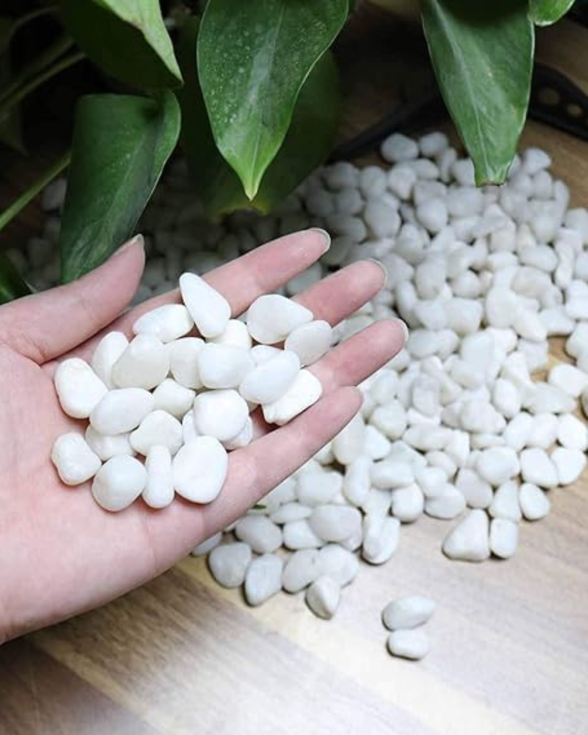 Premsons® Polished Decorative Pebbles - White Stones - For Aquariums Garden Lawn Plant Pots Vases Filler Home Office Decor Fish Tank - Smooth & Round River Rocks - Medium Size 2.5-4 cm -1kg Pack