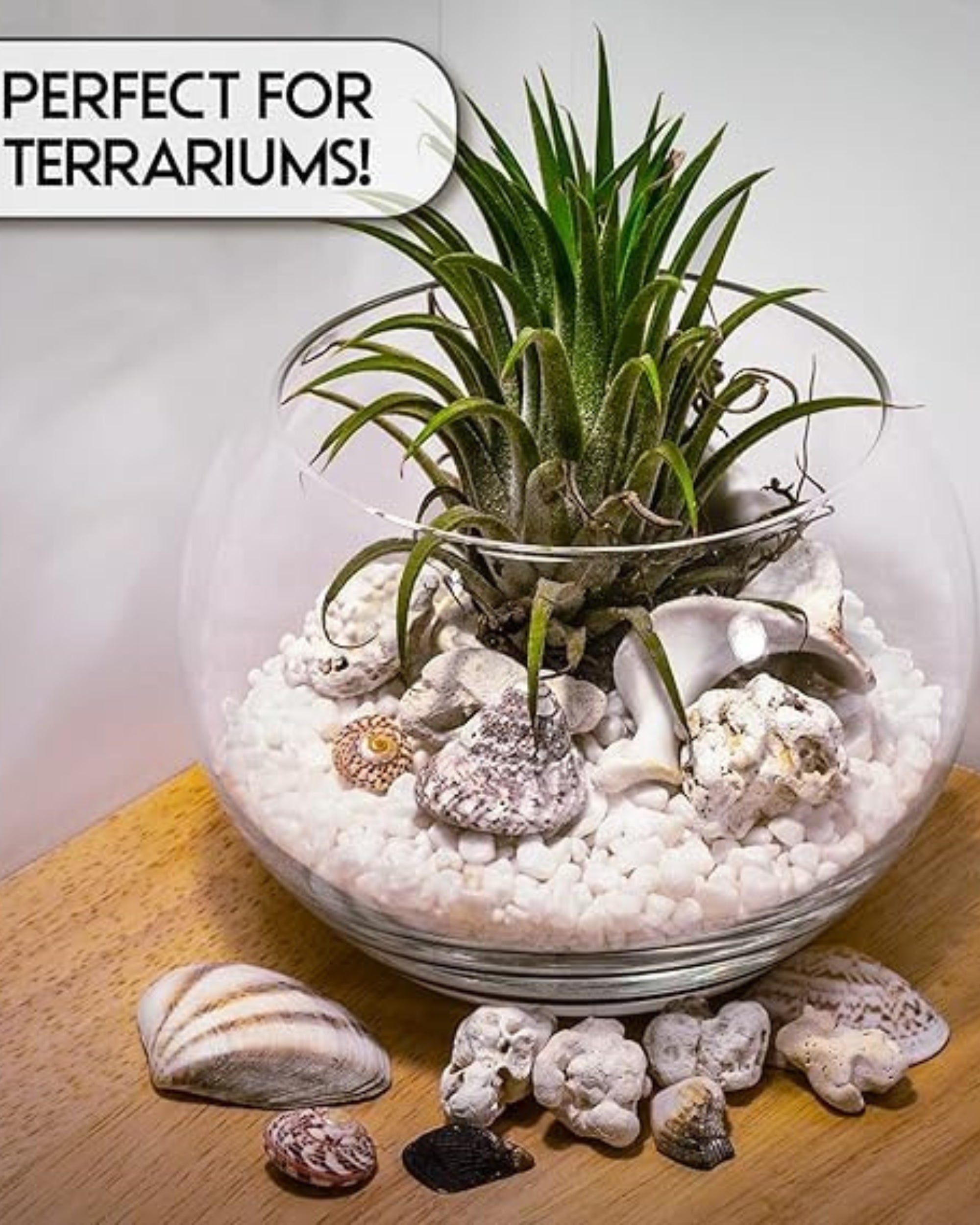 Premsons® Polished Decorative Pebbles - White Stones - For Aquariums Garden Lawn Plant Pots Vases Filler Home Office Decor Fish Tank - Smooth & Round River Rocks - Large Size 2.5-4 cm - 1.5 kg Pack