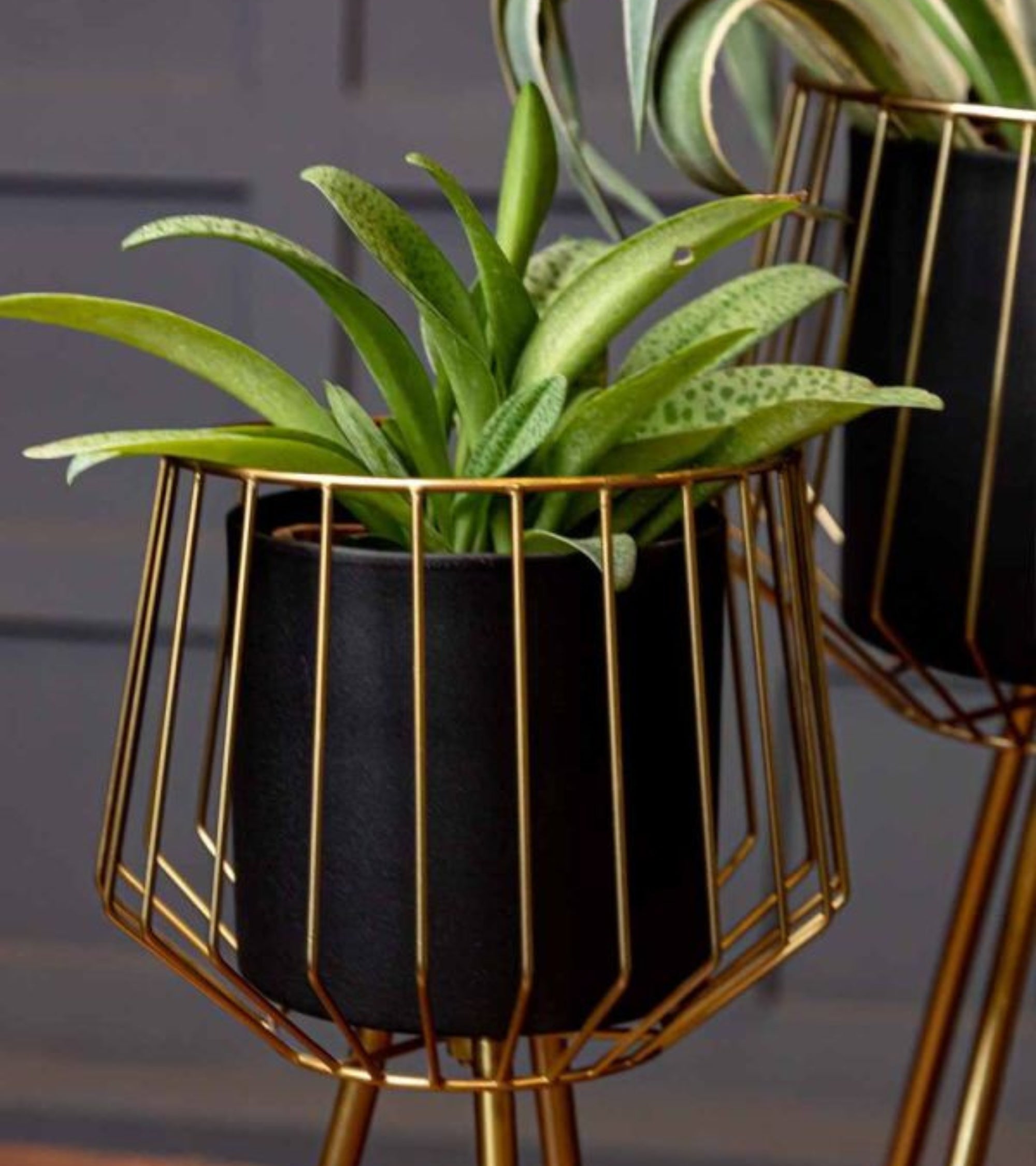 Premsons® Modern Tripod Metal Planter Stand Set of 2 – Black Pots with Golden Wire Frames (28 cm & 30 cm) – Indoor Decorative Plant Holders (Without Plants)