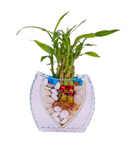 Premsons® Decorative Glass Vase for Flowers and Plants | Elegant Tabletop Home Décor for Living Room, Bedroom, and Office (Plants Not Included)