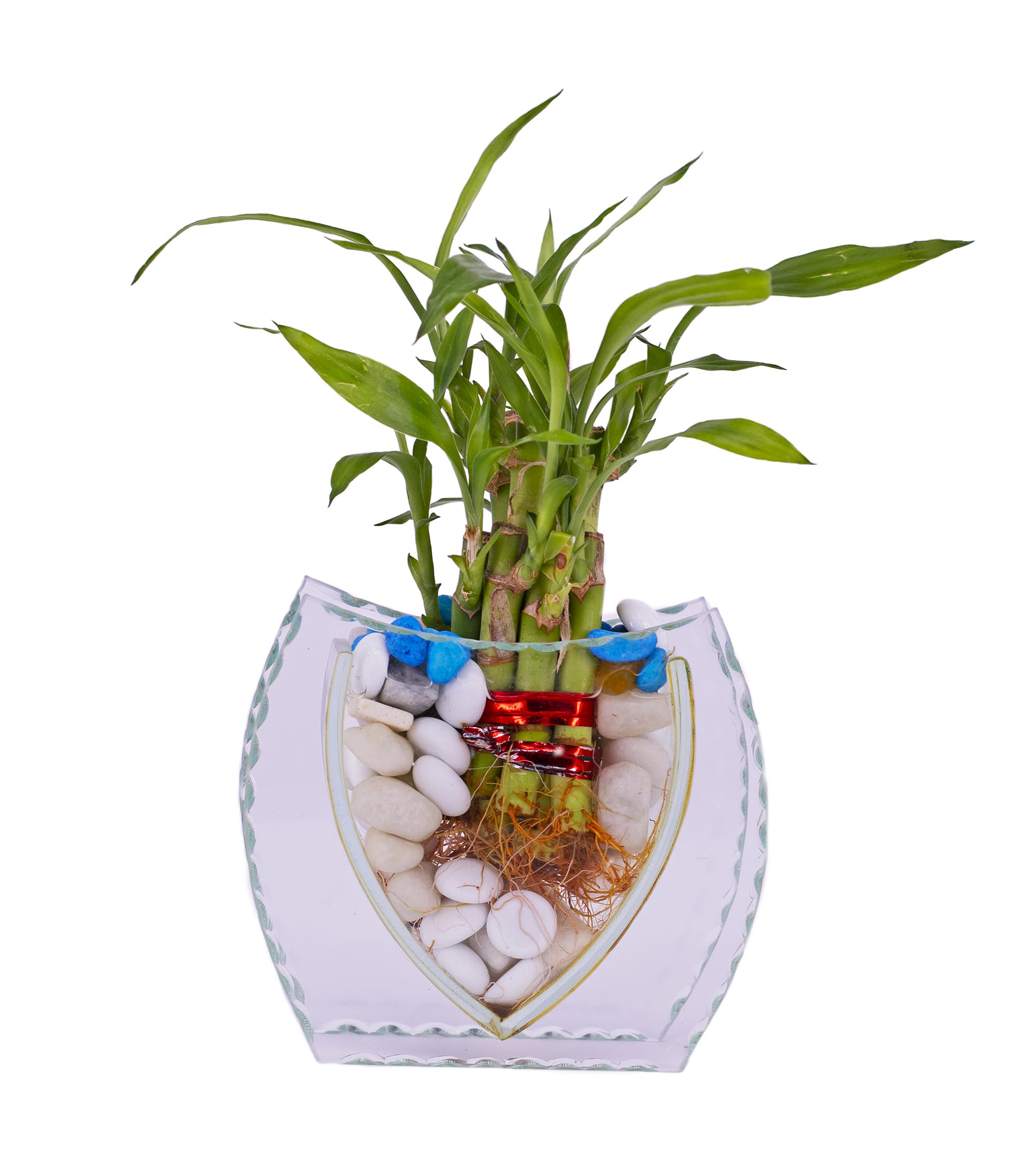 Premsons® Decorative Glass Vase for Flowers and Plants | Elegant Tabletop Home Décor for Living Room, Bedroom, and Office (Plants Not Included)