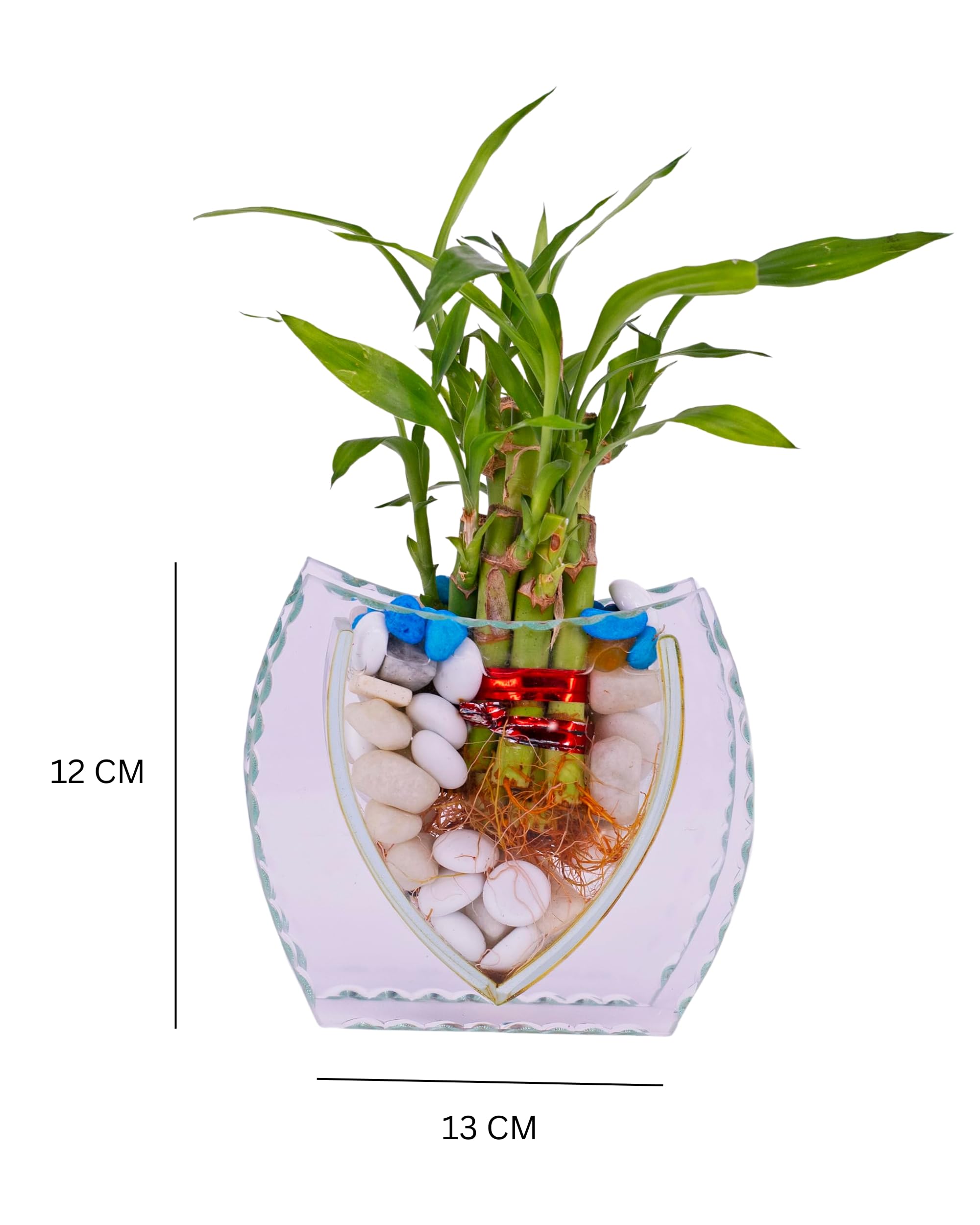 Premsons® Decorative Glass Vase for Flowers and Plants | Elegant Tabletop Home Décor for Living Room, Bedroom, and Office (Plants Not Included)