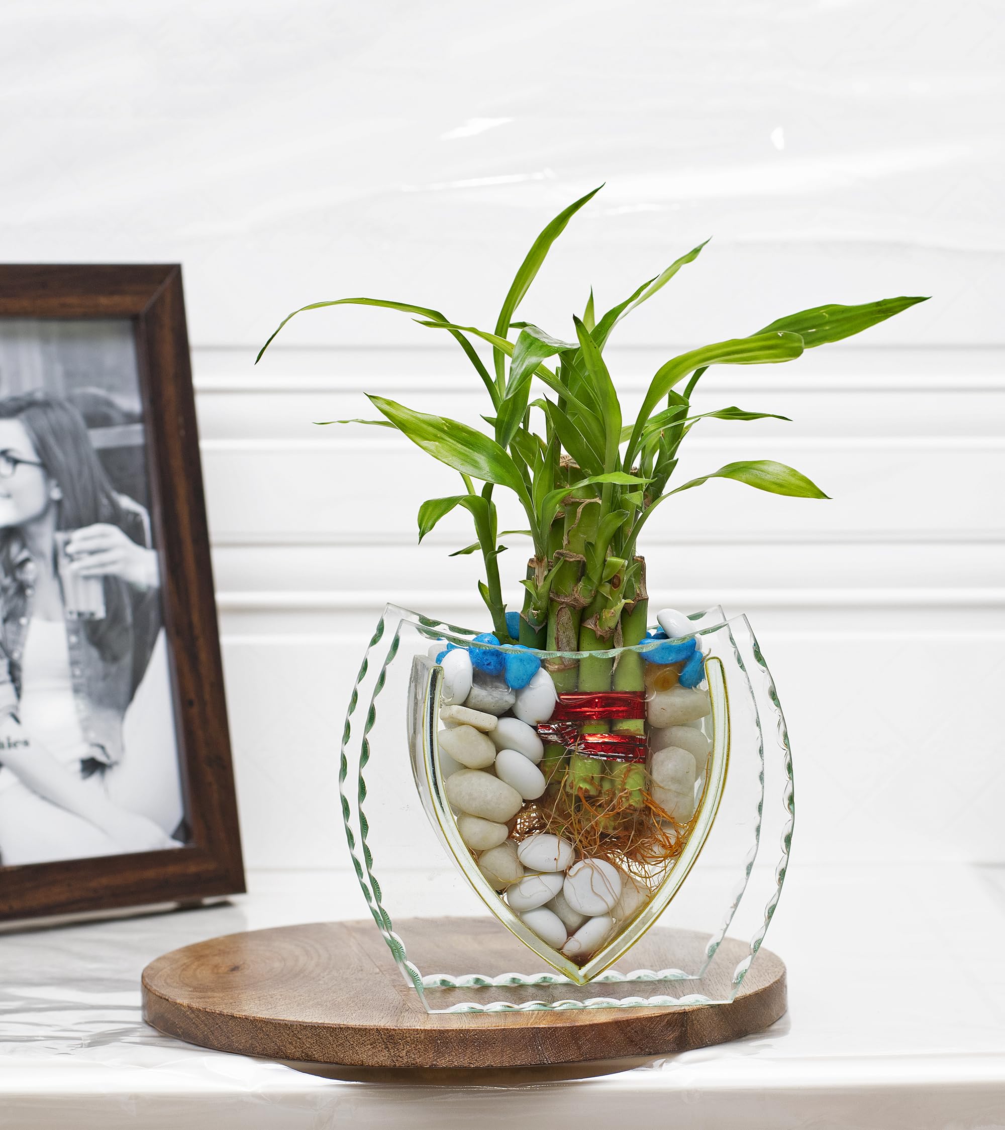 Premsons® Decorative Glass Vase for Flowers and Plants | Elegant Tabletop Home Décor for Living Room, Bedroom, and Office (Plants Not Included)