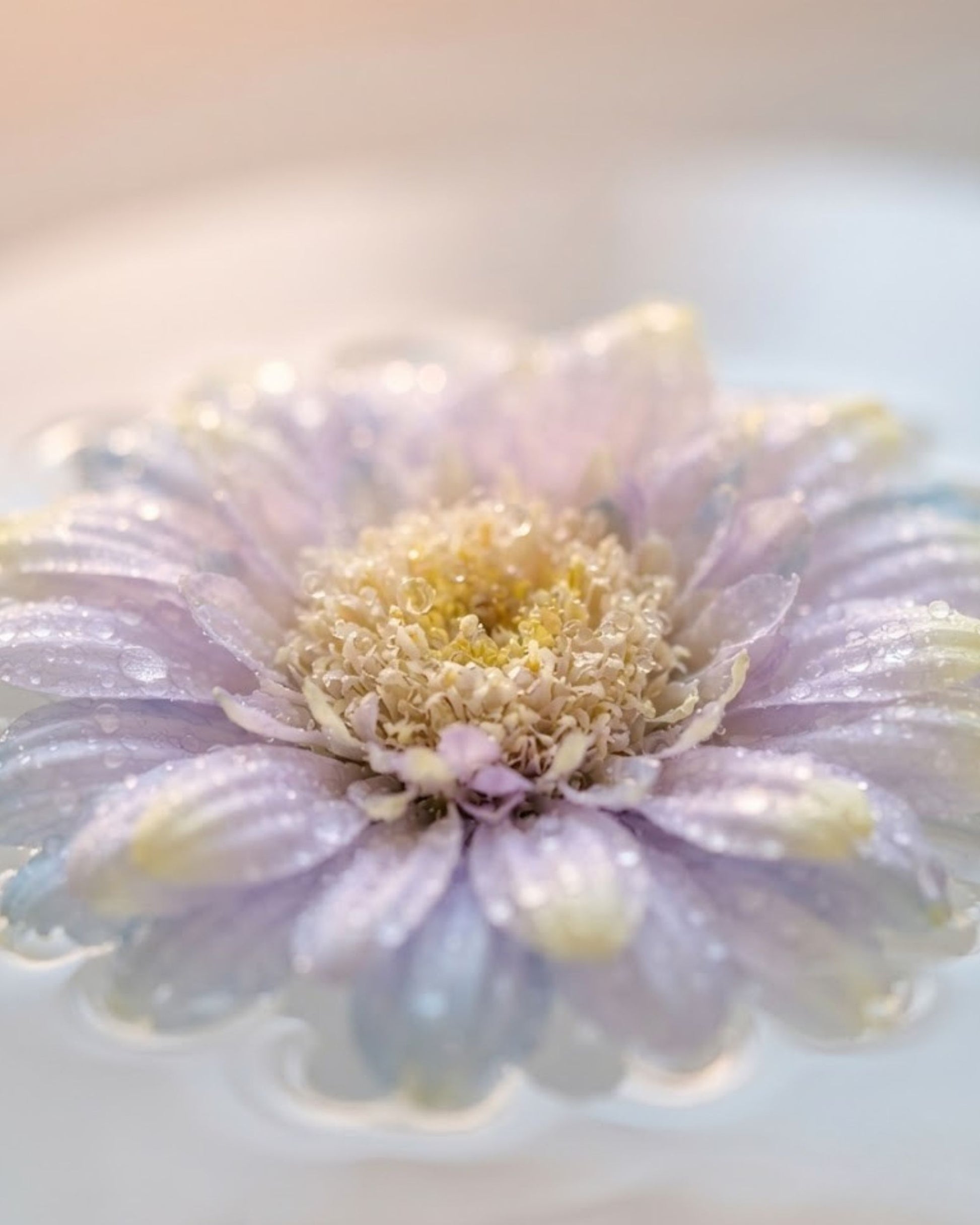 Close-up lavender artificial lotus flower with golden yellow center
