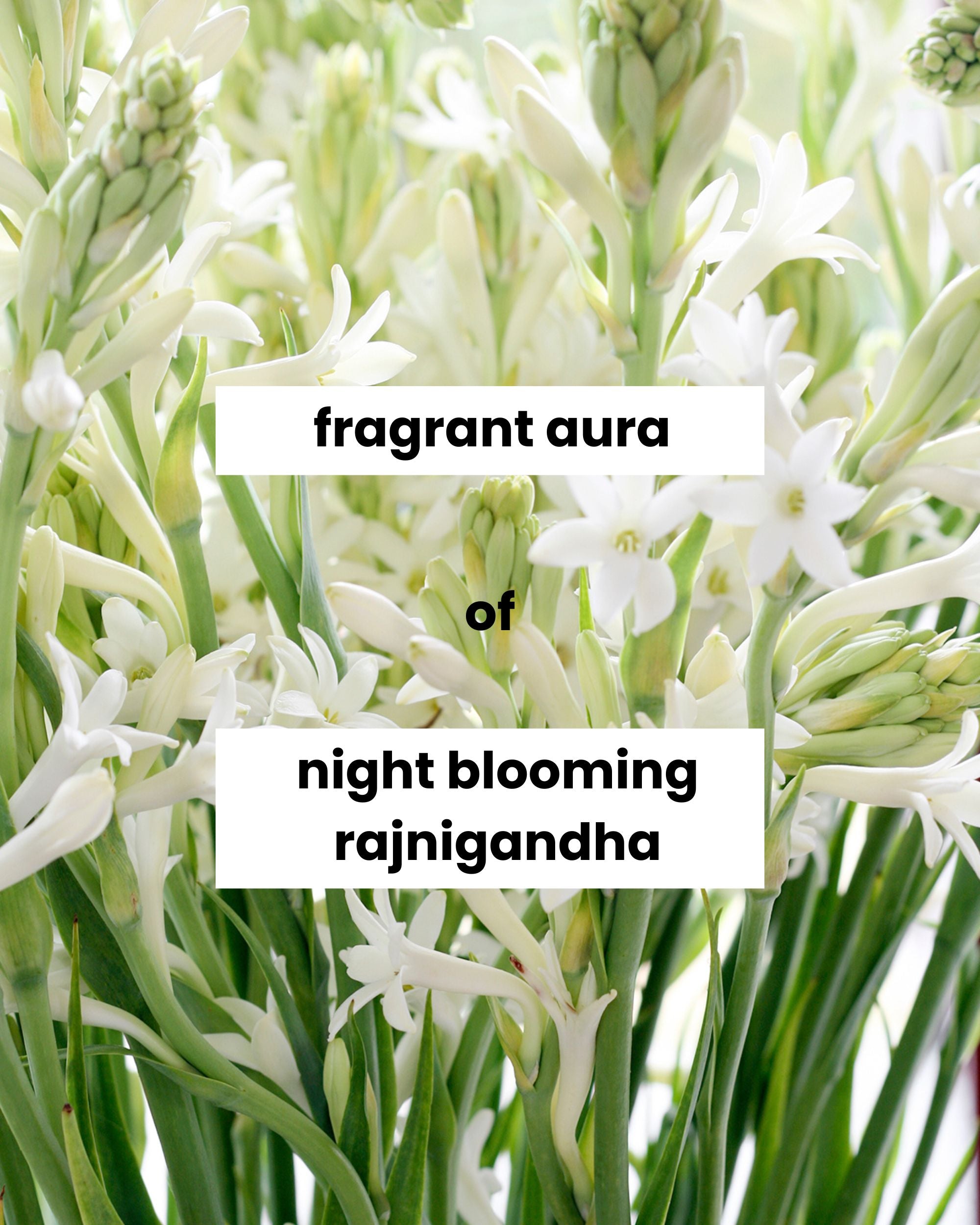 Eternia® Rajnigandha Oud Bath & Shower Gel - Sulphate Free & Cruelty-Free Daily Hydrating Cleanser - 500ml