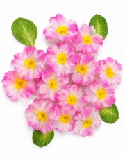Pink artificial floating flower cluster with yellow centers and green leaf pieces