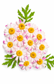 Premsons®Premium Handcrafted Artificial Pink Daisy Floating Flowers Set with Green Leaves for Urli Bowl, Home, Wedding, Diwali & Festive Decoration
