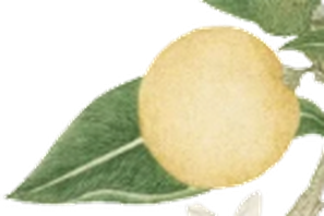 Premsons