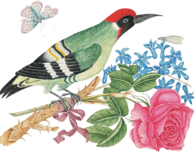 Bulgarian Rose